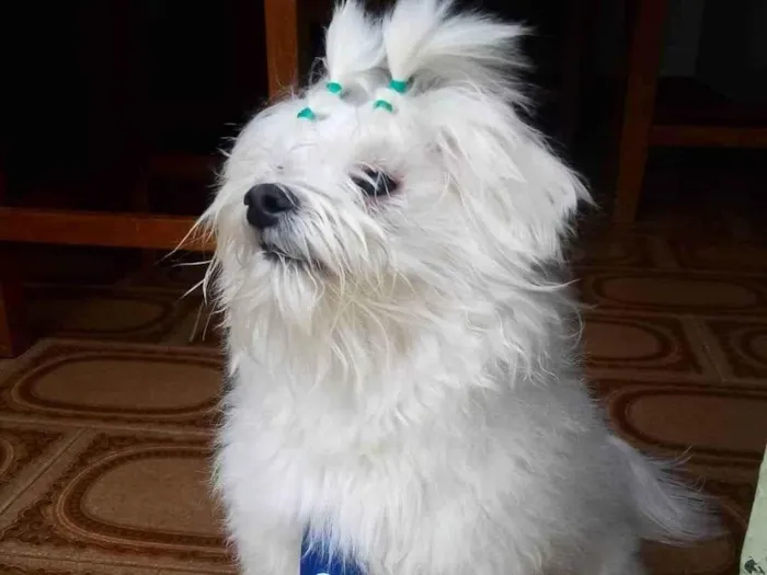 Cachorro ra a Maltes idade 5 anos nome Snow