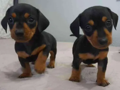 Cachorro raça Basset idade Abaixo de 2 meses nome Filhotes 45 dias