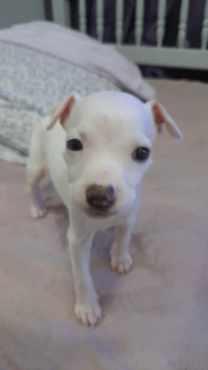 Cachorro ra a Mestiça pitbull idade Abaixo de 2 meses nome Filhote 2 meses 