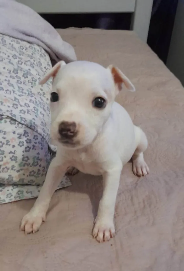 Cachorro ra a Mestiça pitbull idade Abaixo de 2 meses nome Filhote 2 meses 