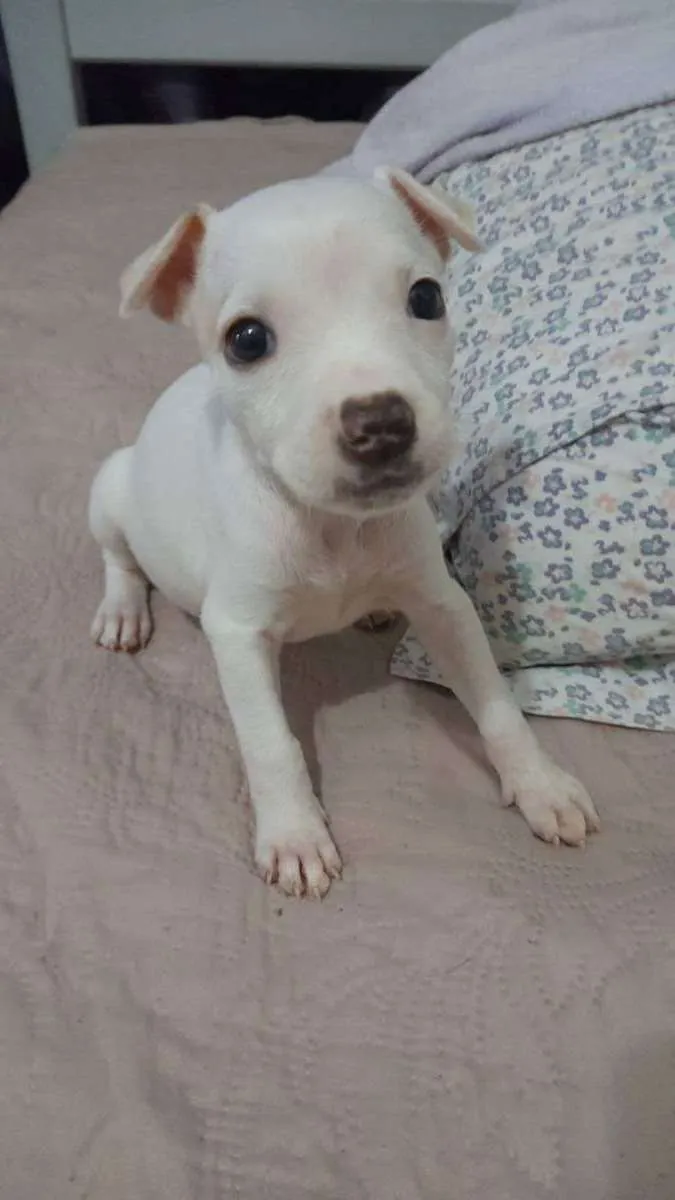 Cachorro ra a Mestiça pitbull idade Abaixo de 2 meses nome Filhote 2 meses 