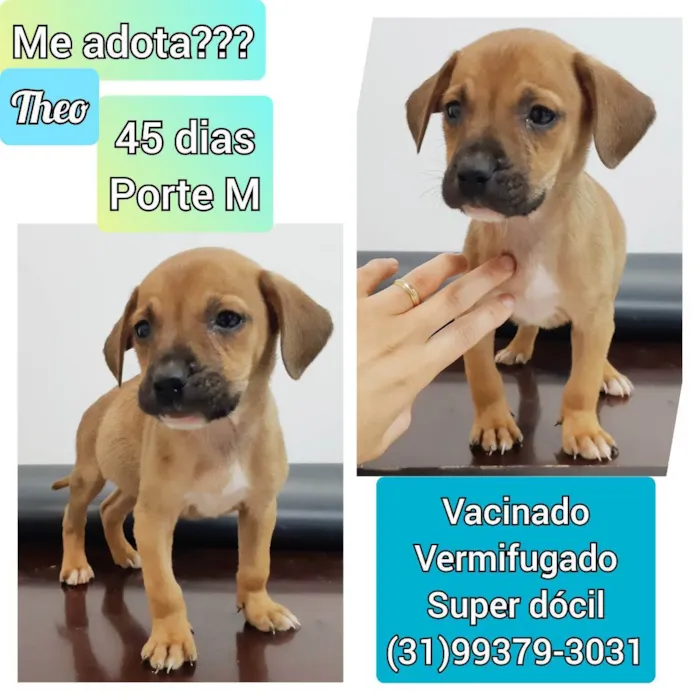 Cachorro raça SRD idade Abaixo de 2 meses nome Theo