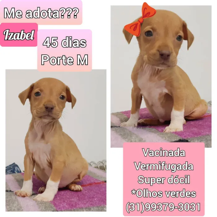Cachorro raça SRD idade Abaixo de 2 meses nome Izabel