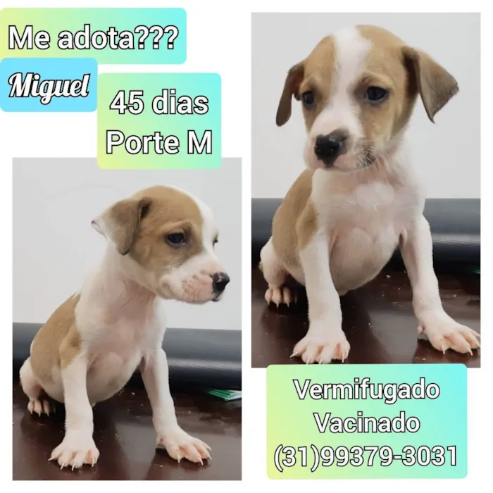 Cachorro raça SRD idade Abaixo de 2 meses nome Miguel