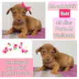 Rubi