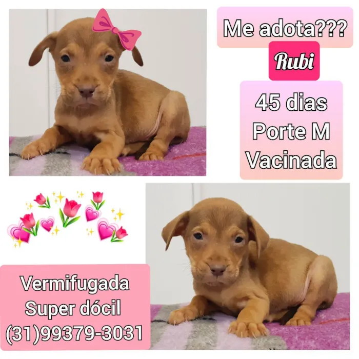 Cachorro raça SRD idade Abaixo de 2 meses nome Rubi