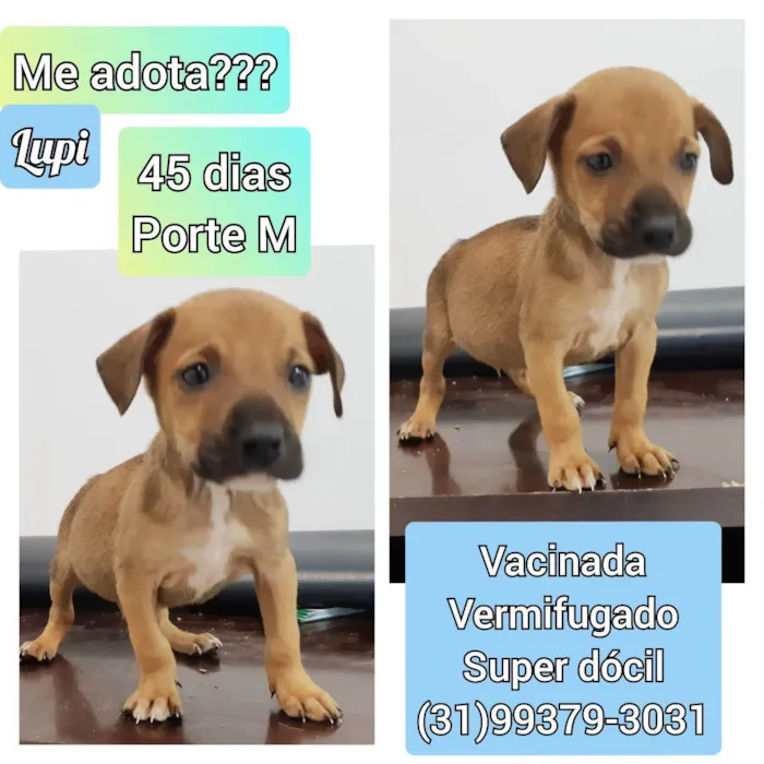 Cachorro raça SRD idade Abaixo de 2 meses nome Lupi