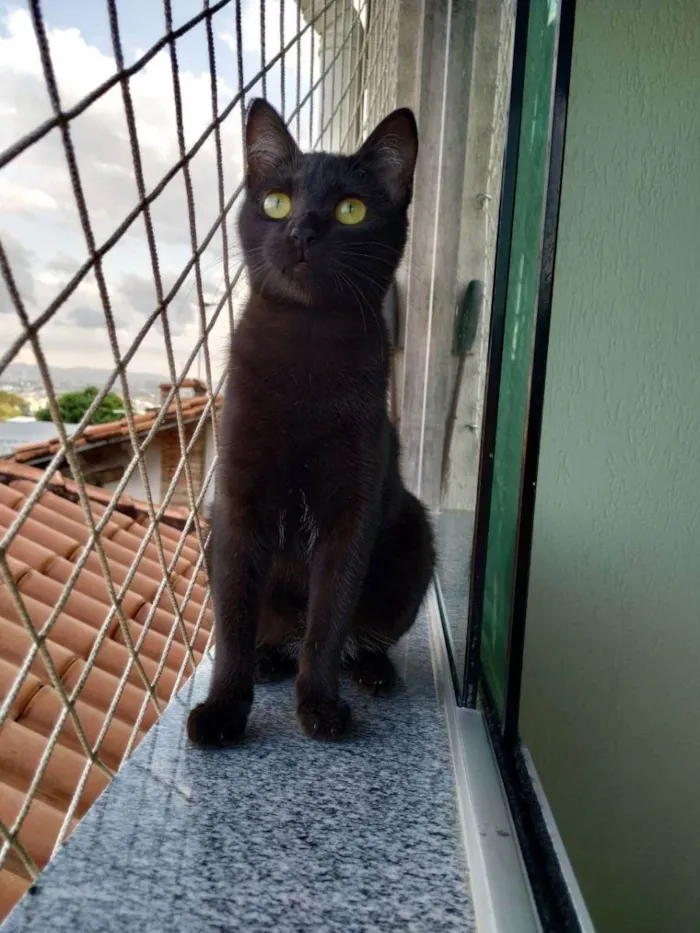 Gato raça SRD idade 2 a 6 meses nome SONIC