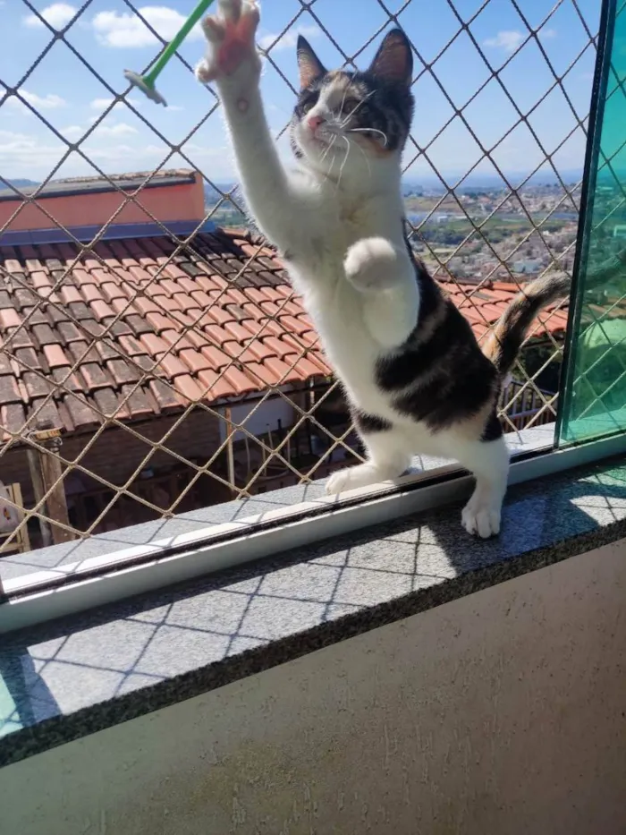 Gato raça SRD idade 2 a 6 meses nome Rouge