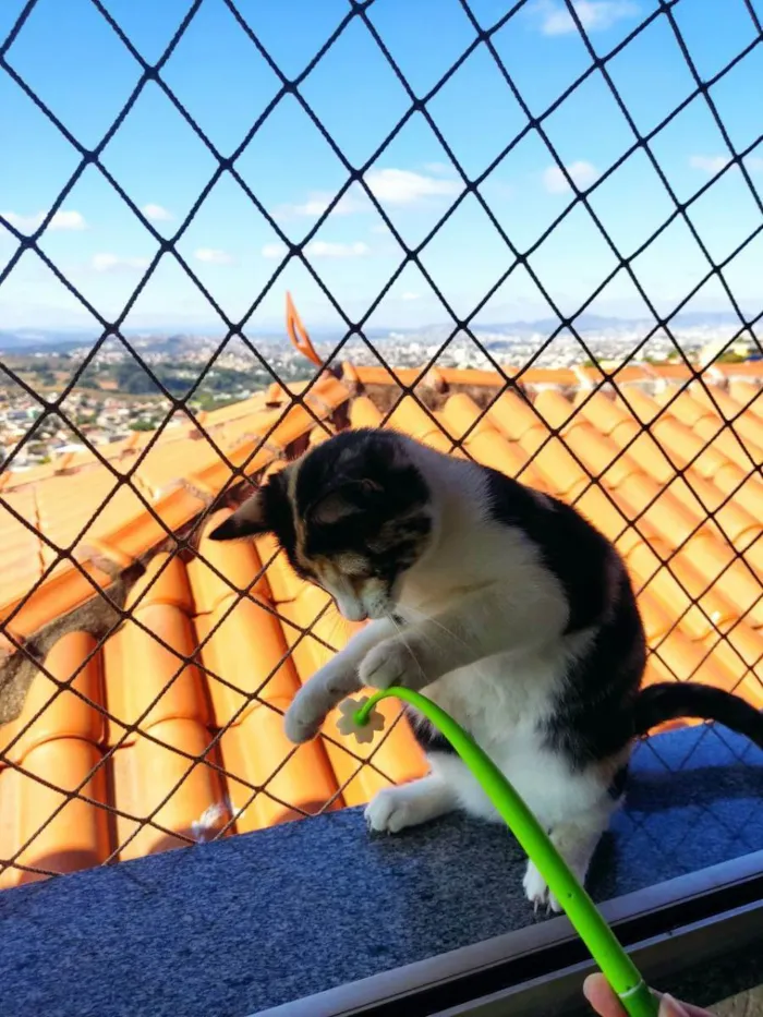 Gato raça SRD idade 2 a 6 meses nome Rouge