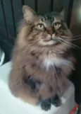 Cedric