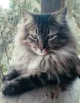 Cedric