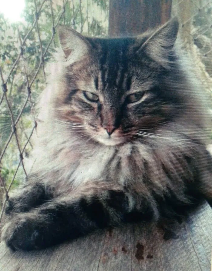 Gato ra a Srd idade 3 anos nome Cedric