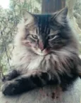 Cedric