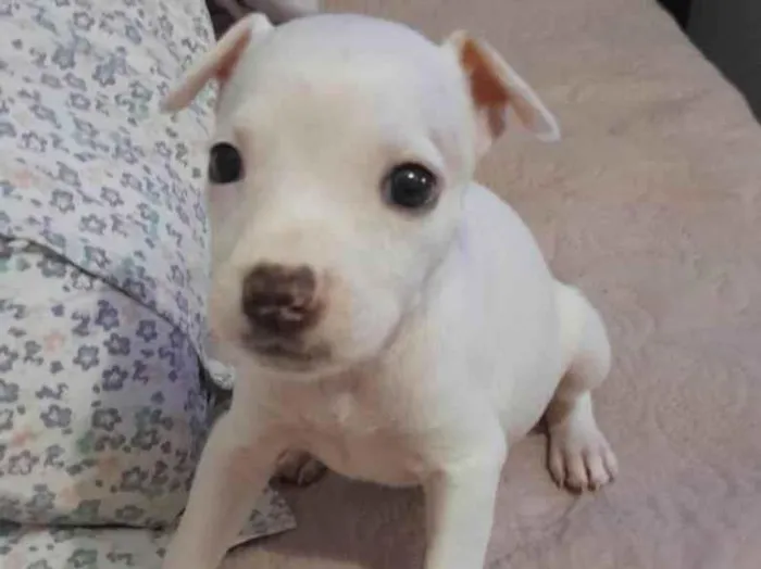 Cachorro ra a Mestiça pitbull idade Abaixo de 2 meses nome Filhote 2 meses 
