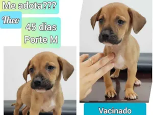 Cachorro raça SRD idade Abaixo de 2 meses nome Theo