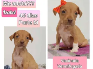 Cachorro raça SRD idade Abaixo de 2 meses nome Izabel