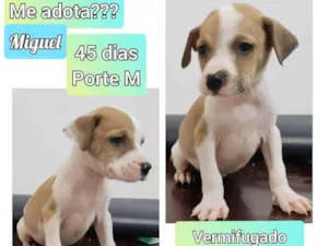 Cachorro raça SRD idade Abaixo de 2 meses nome Miguel