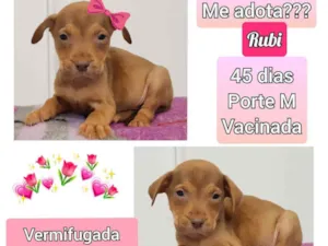 Cachorro raça SRD idade Abaixo de 2 meses nome Rubi