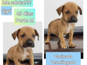 Cachorro raça SRD idade Abaixo de 2 meses nome Lupi
