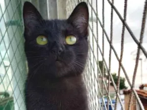Gato raça SRD idade 2 a 6 meses nome SONIC