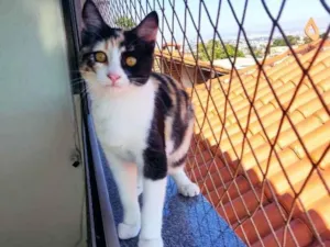 Gato raça SRD idade 2 a 6 meses nome Rouge