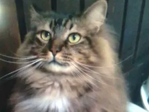 Gato raça Srd idade 3 anos nome Cedric