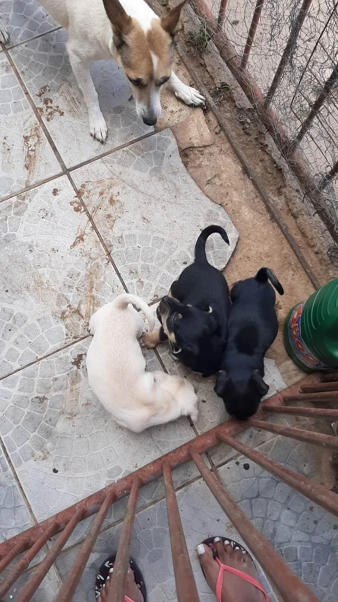 Cachorro ra a Vira lata idade Abaixo de 2 meses nome Filhote