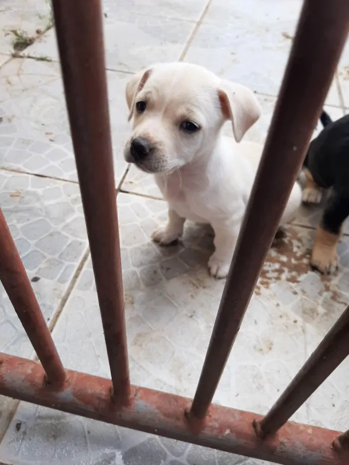 Cachorro ra a Vira lata idade Abaixo de 2 meses nome Filhote