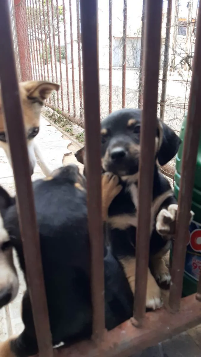 Cachorro ra a Vira lata idade Abaixo de 2 meses nome Filhote