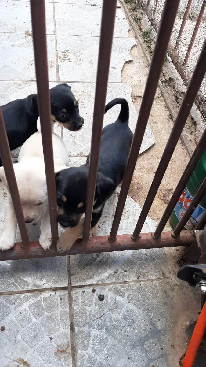 Cachorro ra a Vira lata idade Abaixo de 2 meses nome Filhote