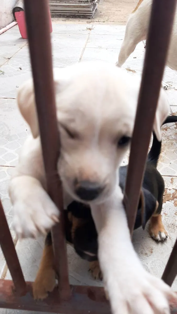 Cachorro ra a Vira lata idade Abaixo de 2 meses nome Filhote