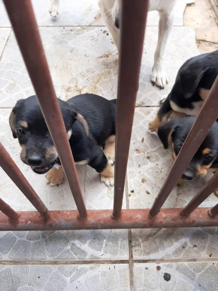 Cachorro ra a Vira lata idade Abaixo de 2 meses nome Filhote