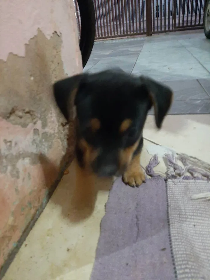 Cachorro ra a Vira lata idade Abaixo de 2 meses nome Filhote