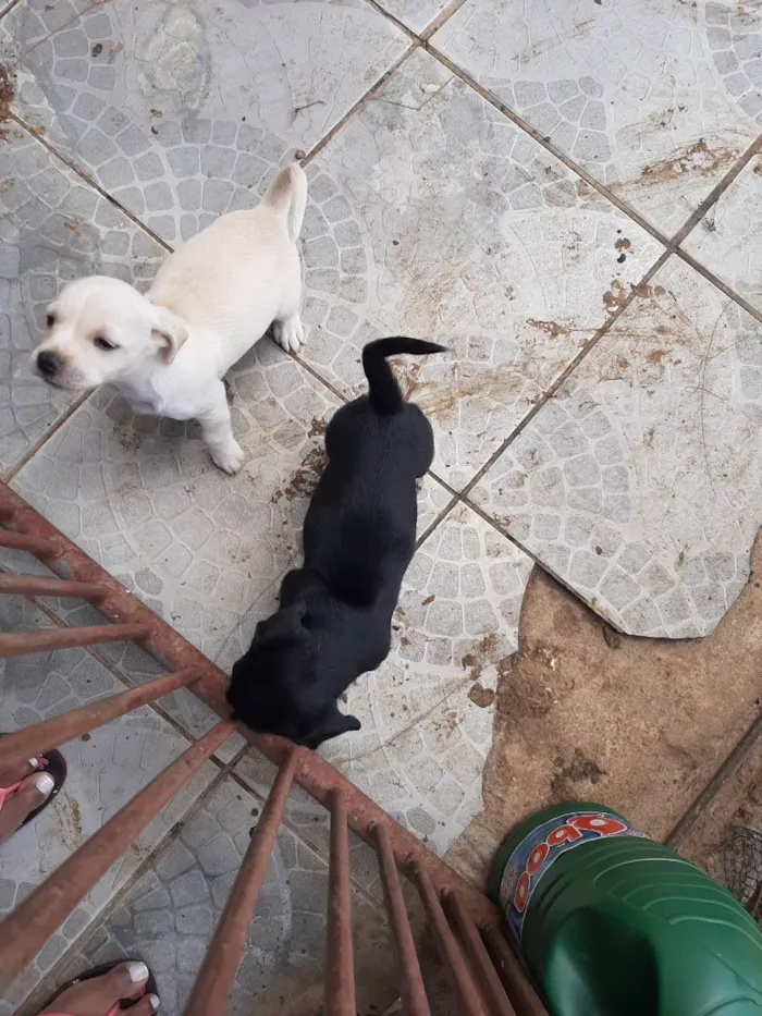 Cachorro ra a Vira lata idade Abaixo de 2 meses nome Filhote