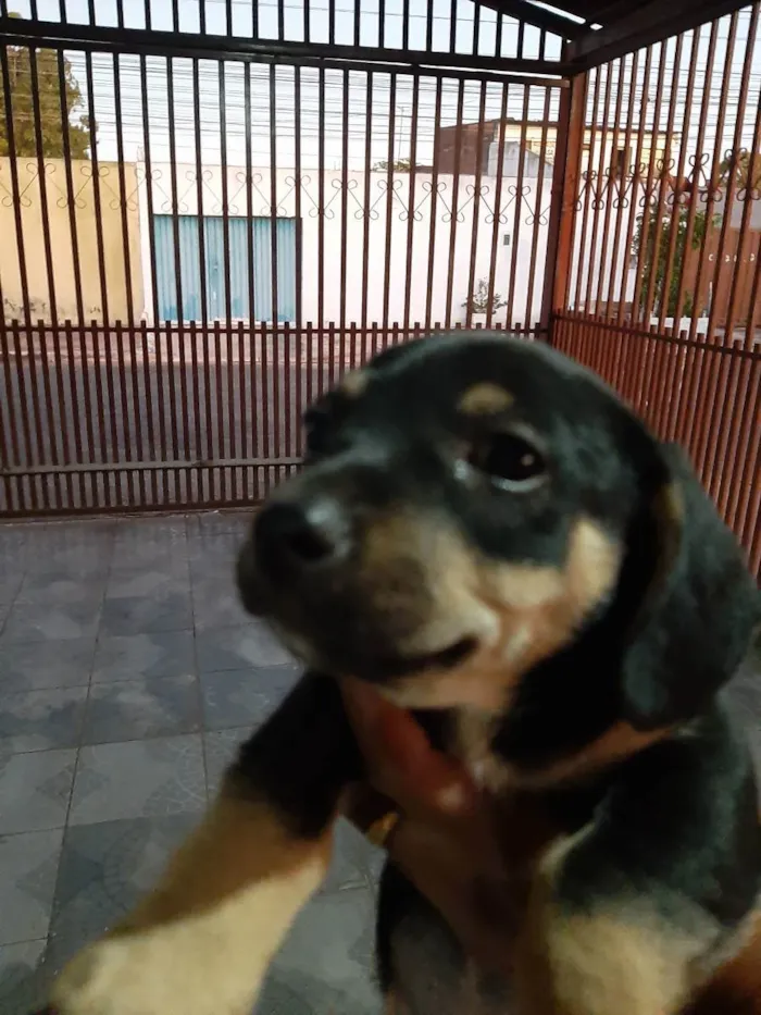 Cachorro ra a Vira lata idade Abaixo de 2 meses nome Filhote