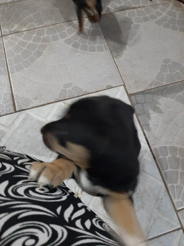 Cachorro ra a Vira lata idade Abaixo de 2 meses nome Filhote