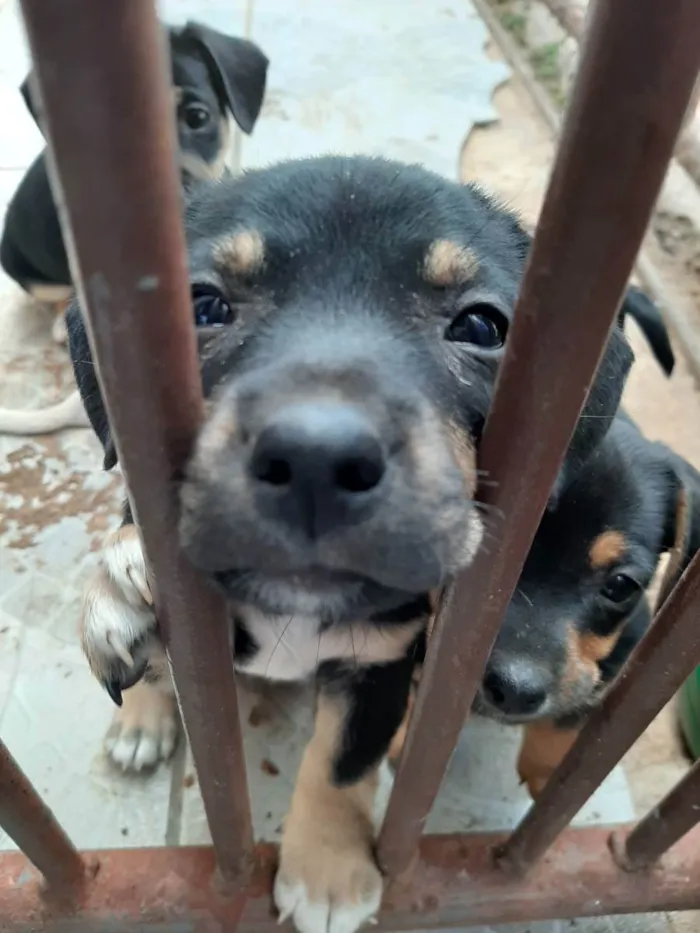 Cachorro ra a Vira lata idade Abaixo de 2 meses nome Filhote