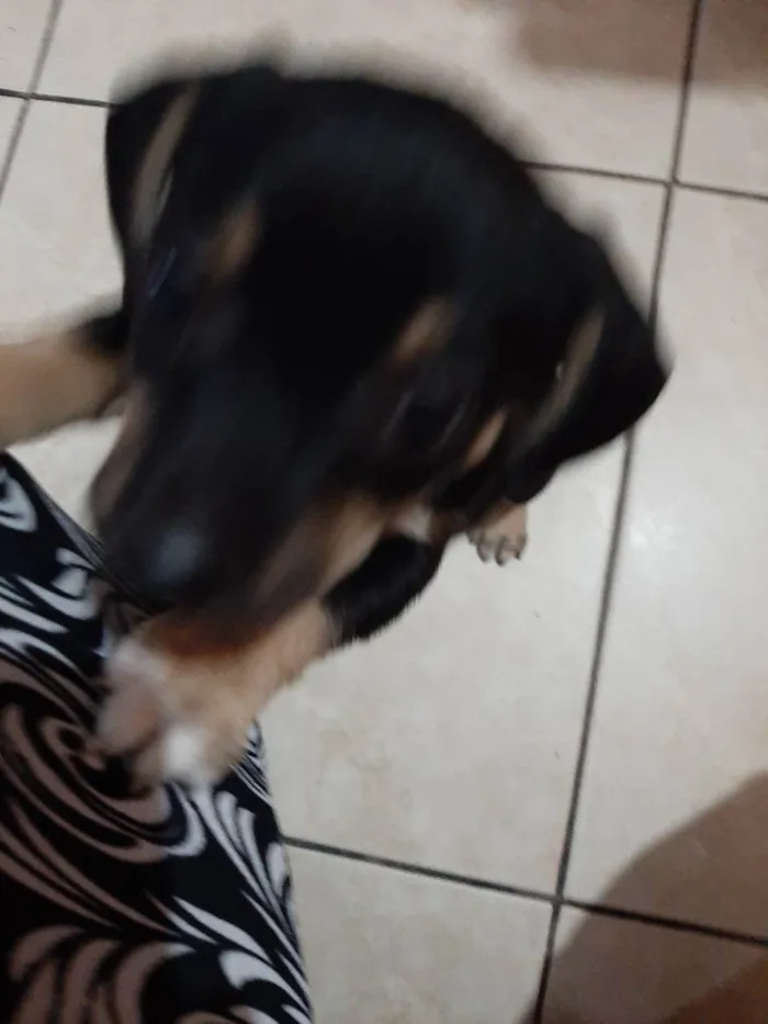 Cachorro ra a Vira lata idade Abaixo de 2 meses nome Filhote