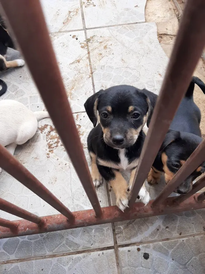 Cachorro ra a Vira lata idade Abaixo de 2 meses nome Filhote