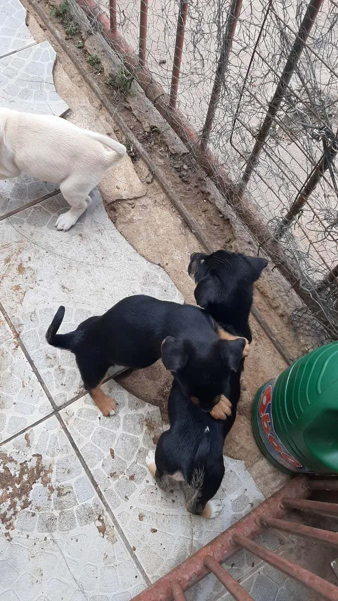 Cachorro ra a Vira lata idade Abaixo de 2 meses nome Filhote