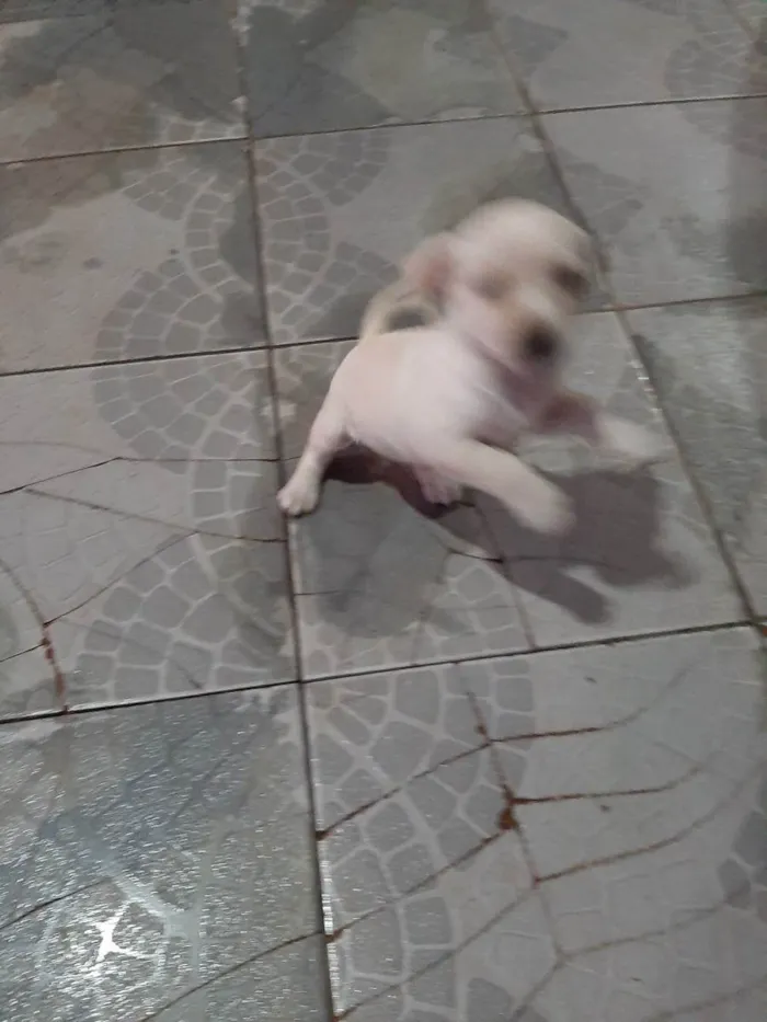 Cachorro ra a Vira lata idade Abaixo de 2 meses nome Filhote