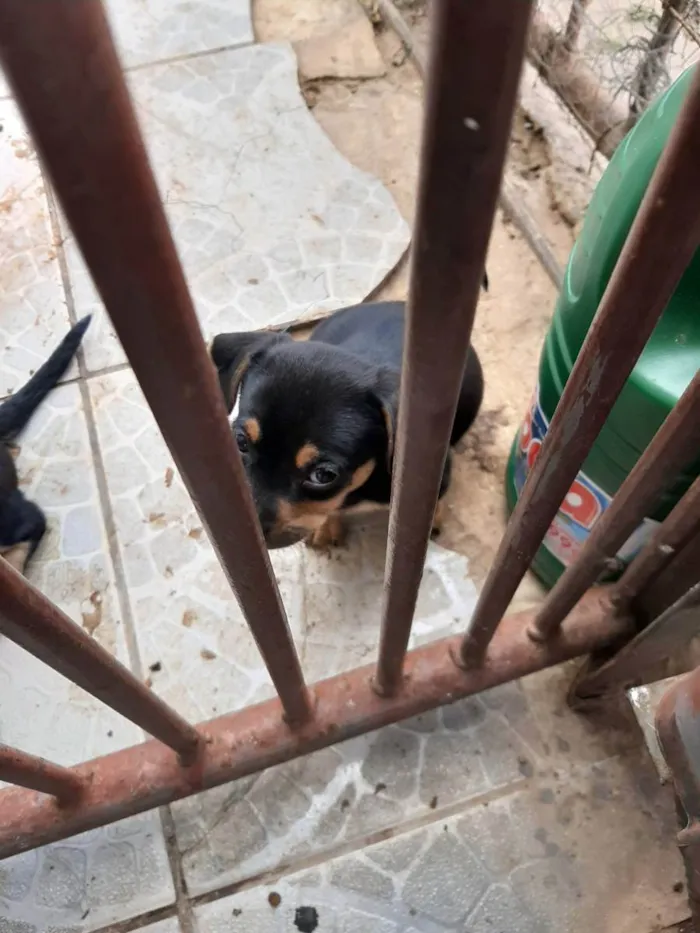 Cachorro ra a Vira lata idade Abaixo de 2 meses nome Filhote