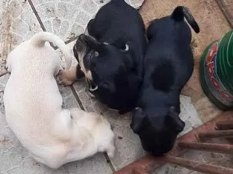 Cachorro ra a Vira lata idade Abaixo de 2 meses nome Filhote