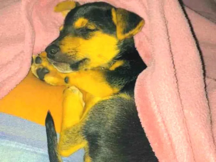 Cachorro ra a Hotweller com vira lata  idade Abaixo de 2 meses nome Scooby 