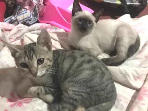 Gato raça Ciamez e rajado idade 2 a 6 meses nome Fofos