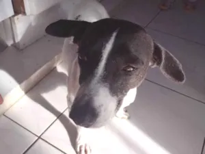 Cachorro raça Srd idade 5 anos nome Diud 