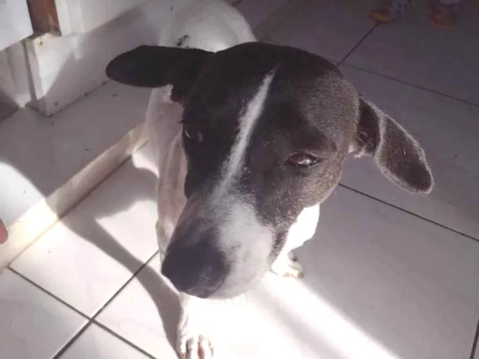 Cachorro ra a Srd idade 5 anos nome Diud 