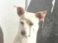 Pequena