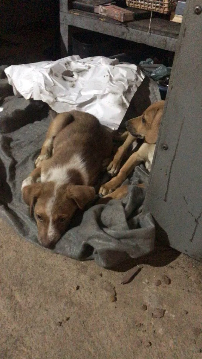 Cachorro ra a Vira lata idade Abaixo de 2 meses nome Caramelo